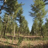 百万植树计划2015年视频
