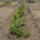 百万植树计划丨2017年内蒙种植计划顺利完成