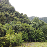 Guangxi Forest Site Planting Report