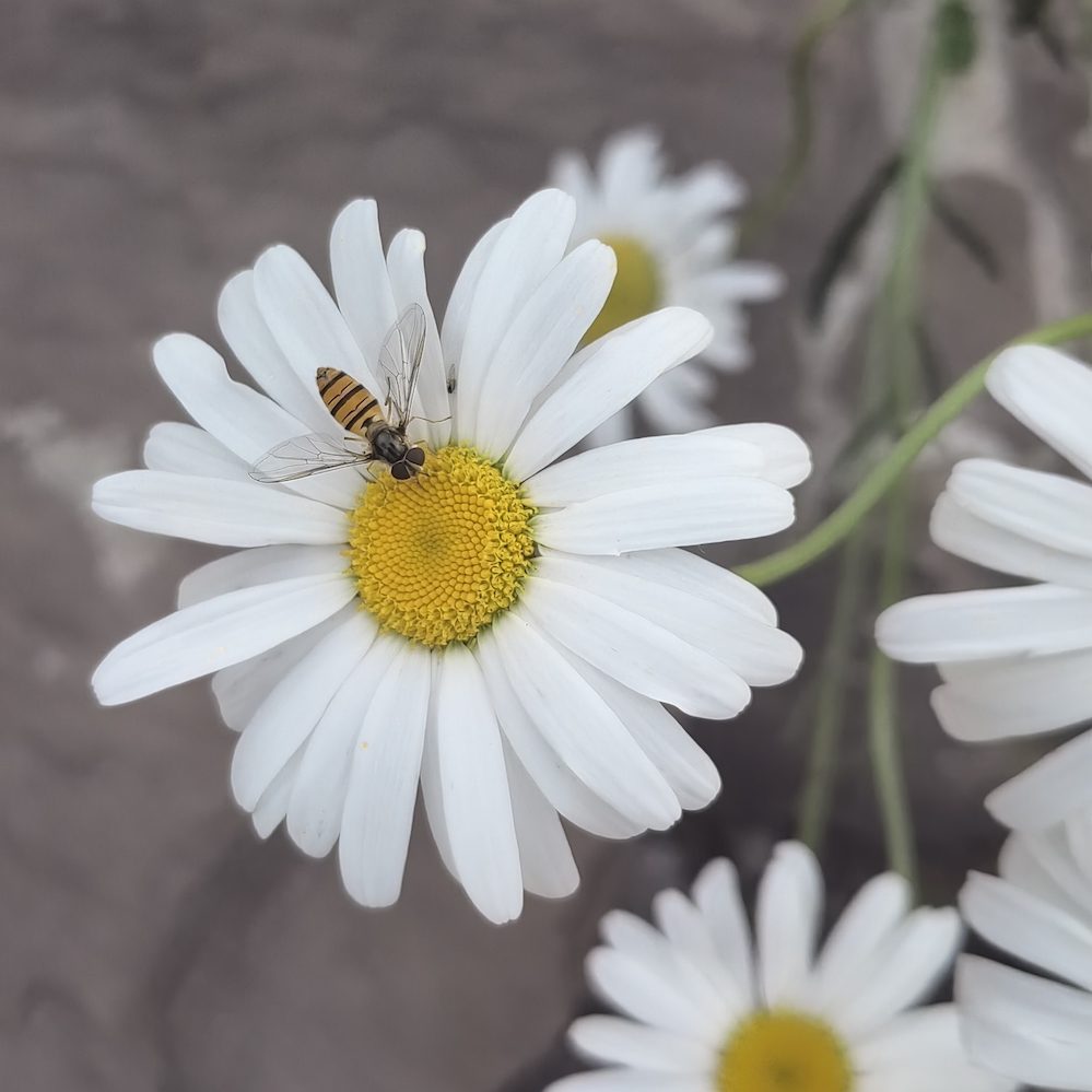 Action Seeds | Dream of Butterflies